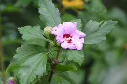 Imagem de Hibiscus syriacus L.