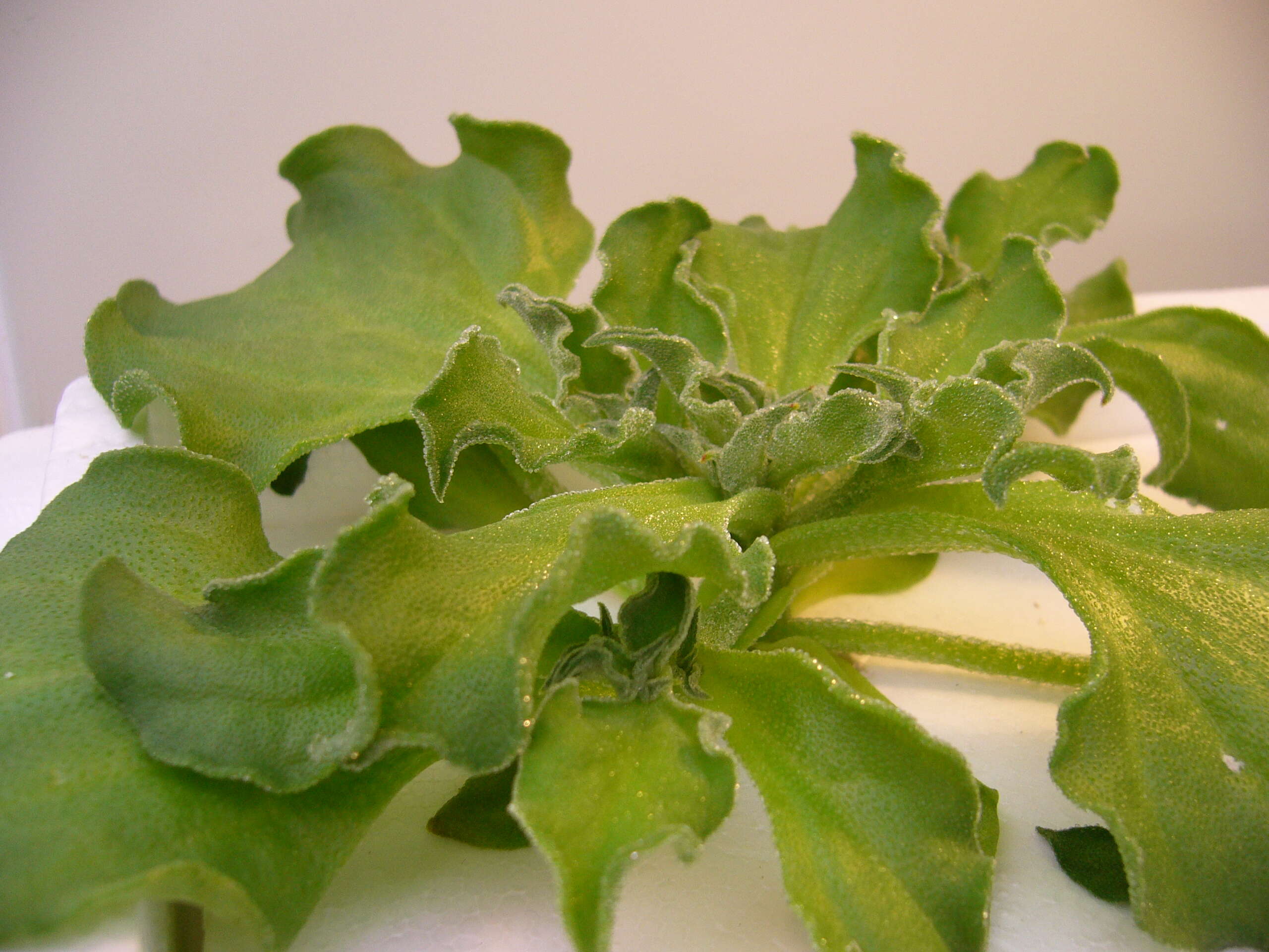 Image of common iceplant