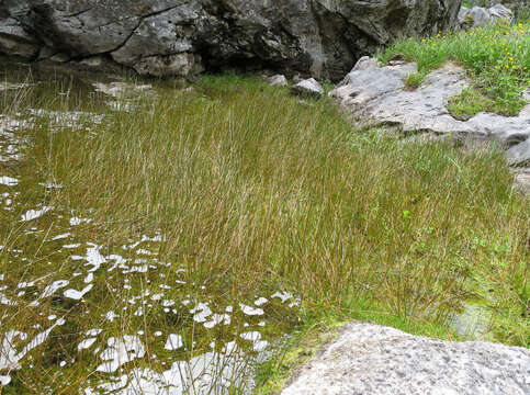 Image of Eleocharis acuta R. Br.