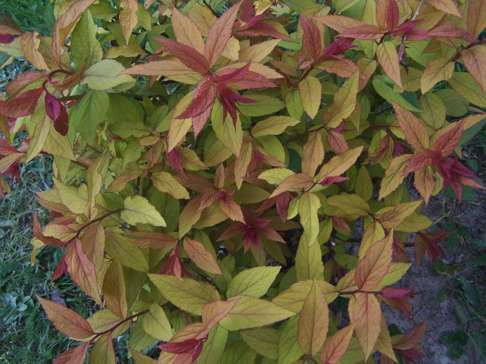 Image of Japanese meadowsweet