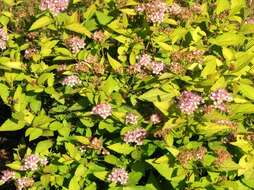 Image of Japanese meadowsweet