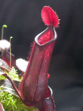 Image of Pitcher plant