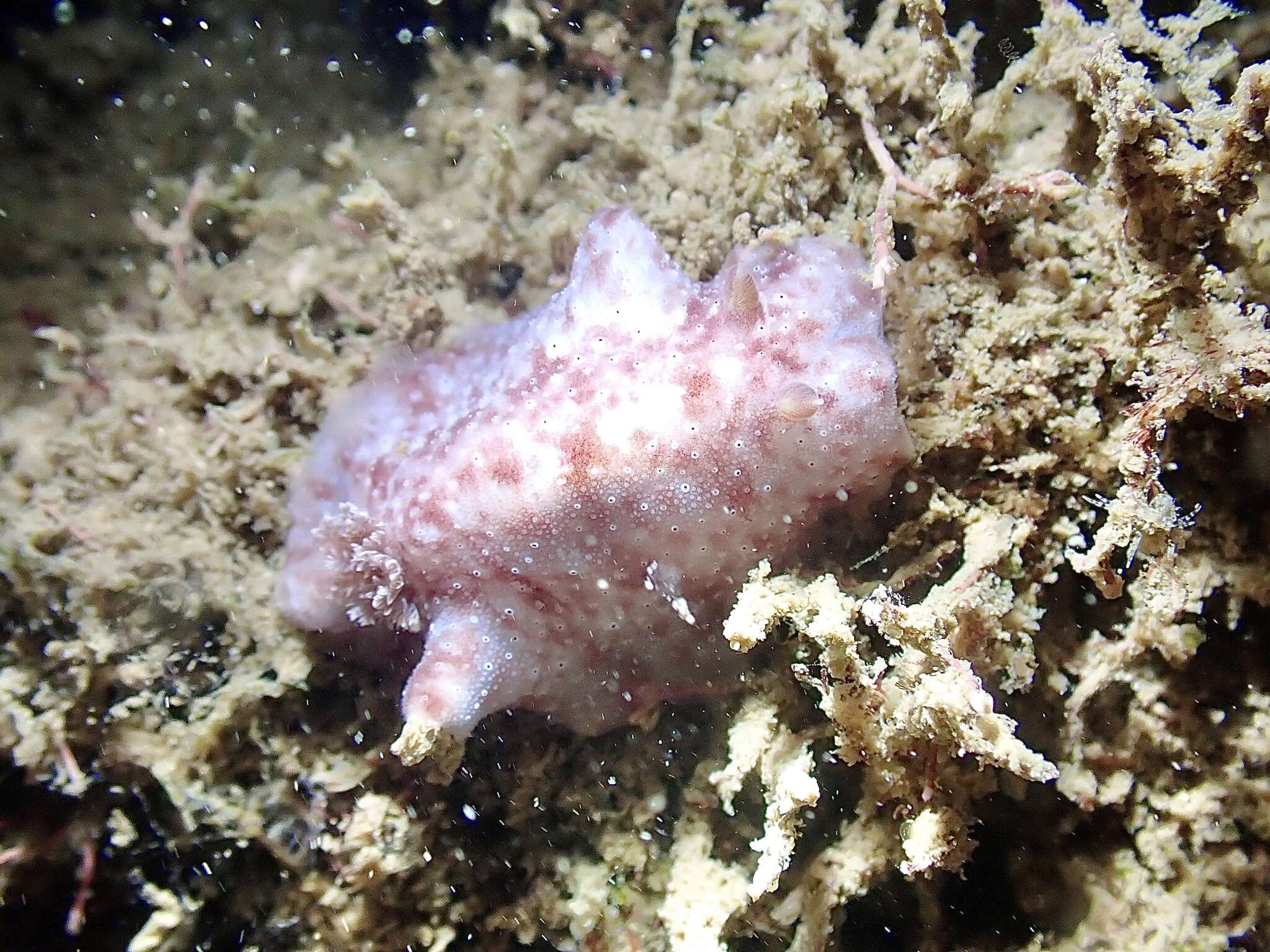 Plancia ëd Peltodoris rubra (Bergh 1905)