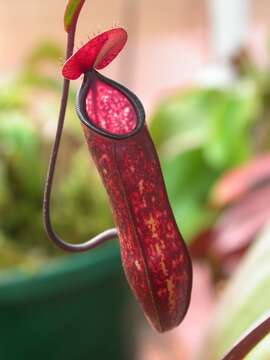 Image of Pitcher plant