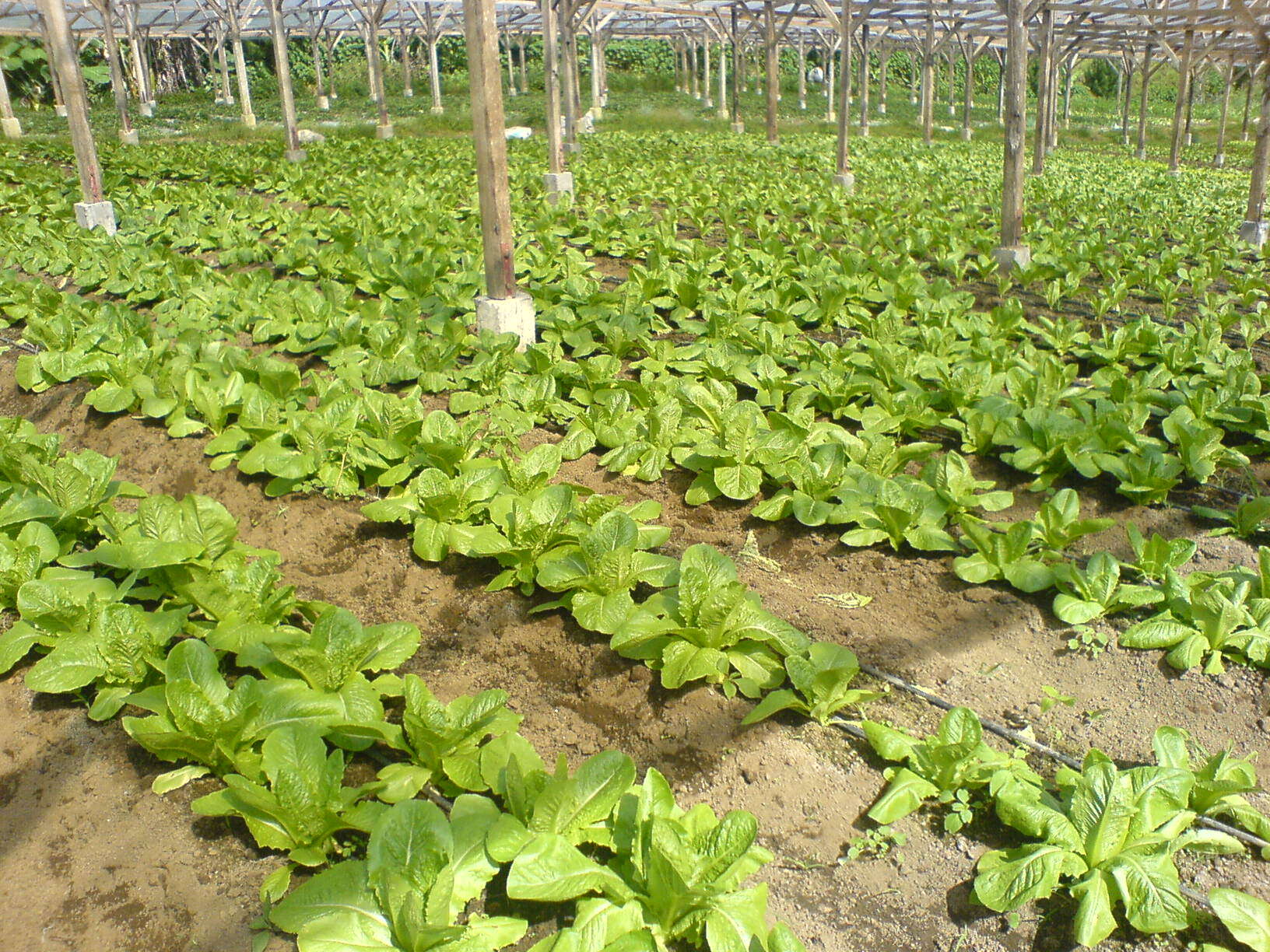 Image of Lactuca sativa var. longifolia