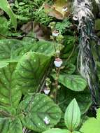 Image of Gloxinia erinoides (DC.) Roalson & Boggan