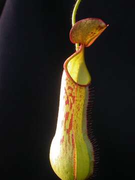 Image de Nepenthes murudensis Culham ex Jebb & Cheek