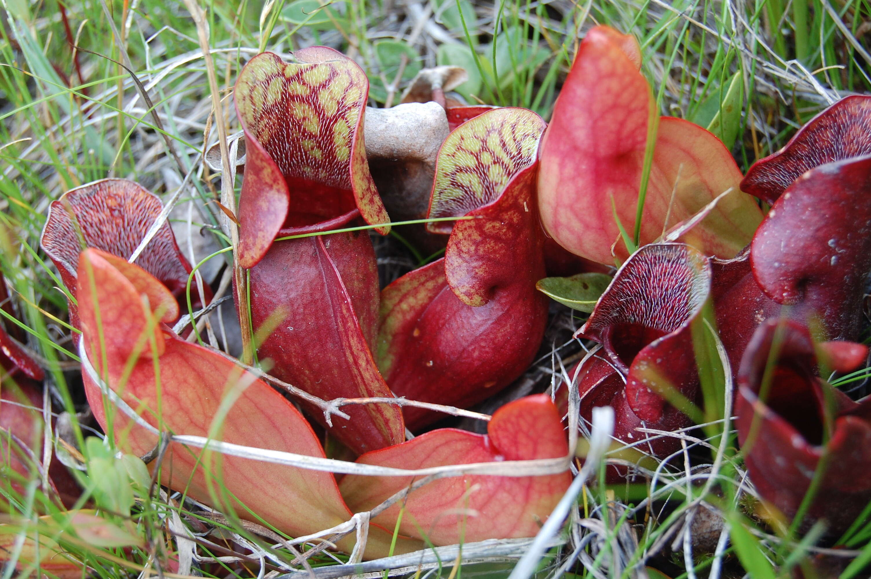 Image of purple pitcherplant