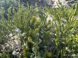 Image of Lobelia boivinii Sond.