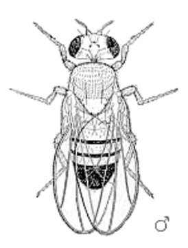 Image of fruit fly