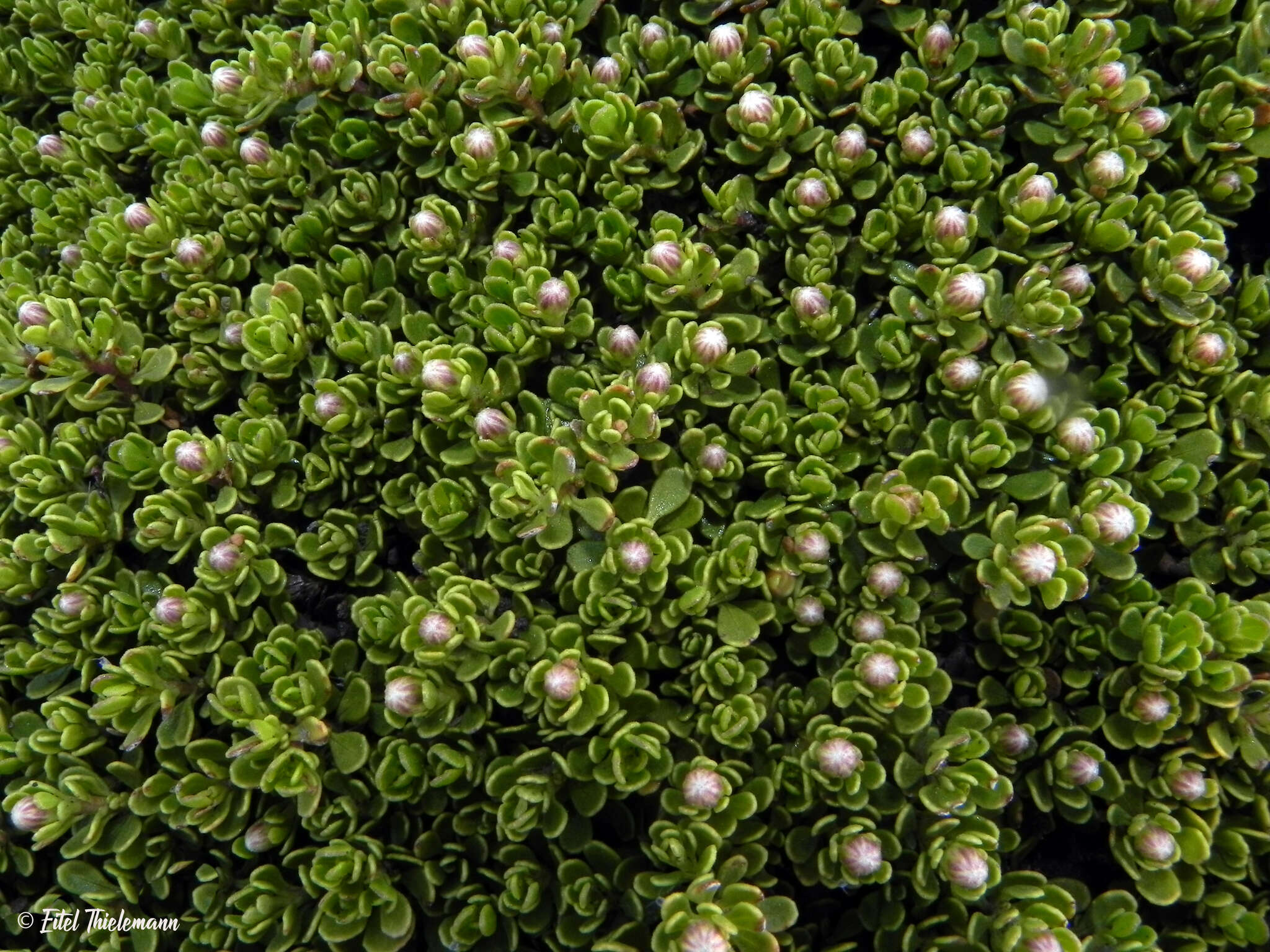 Image of Baccharis magellanica (Lam.) Pers.