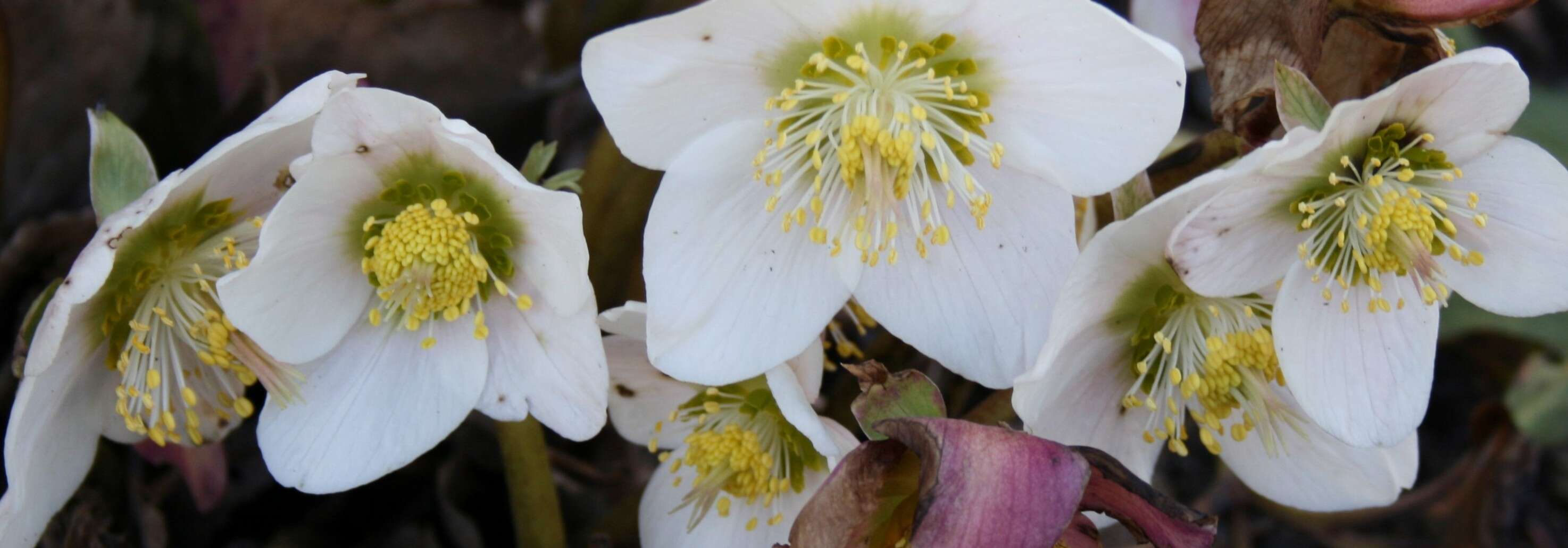 Image of black hellebore