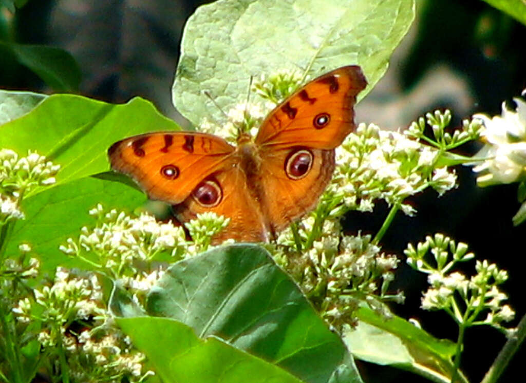 Image of Peacock Pansy