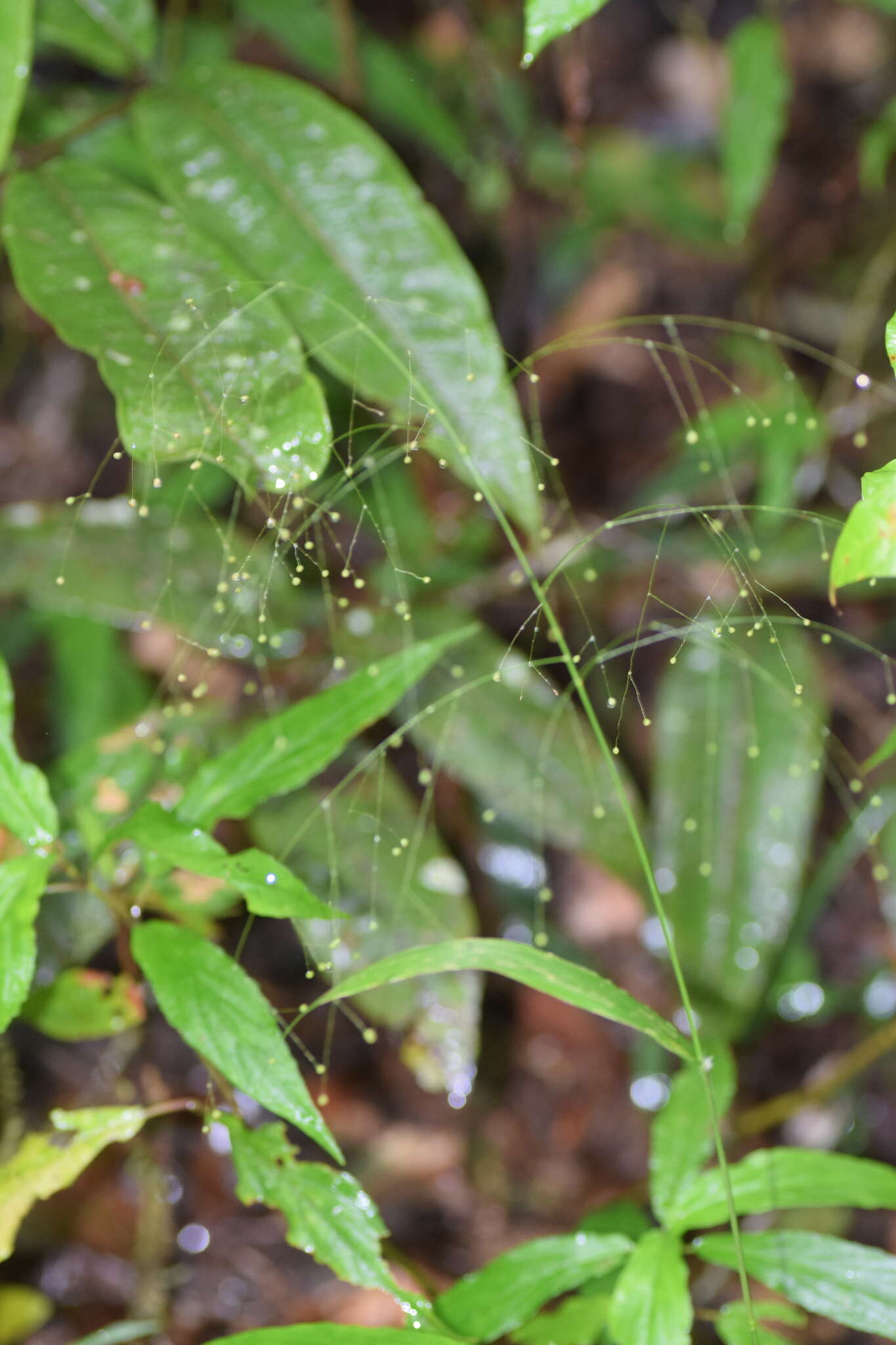 Image of Isachne mauritiana Kunth