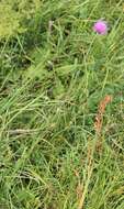 Image de Cirsium tuberosum (L.) All.