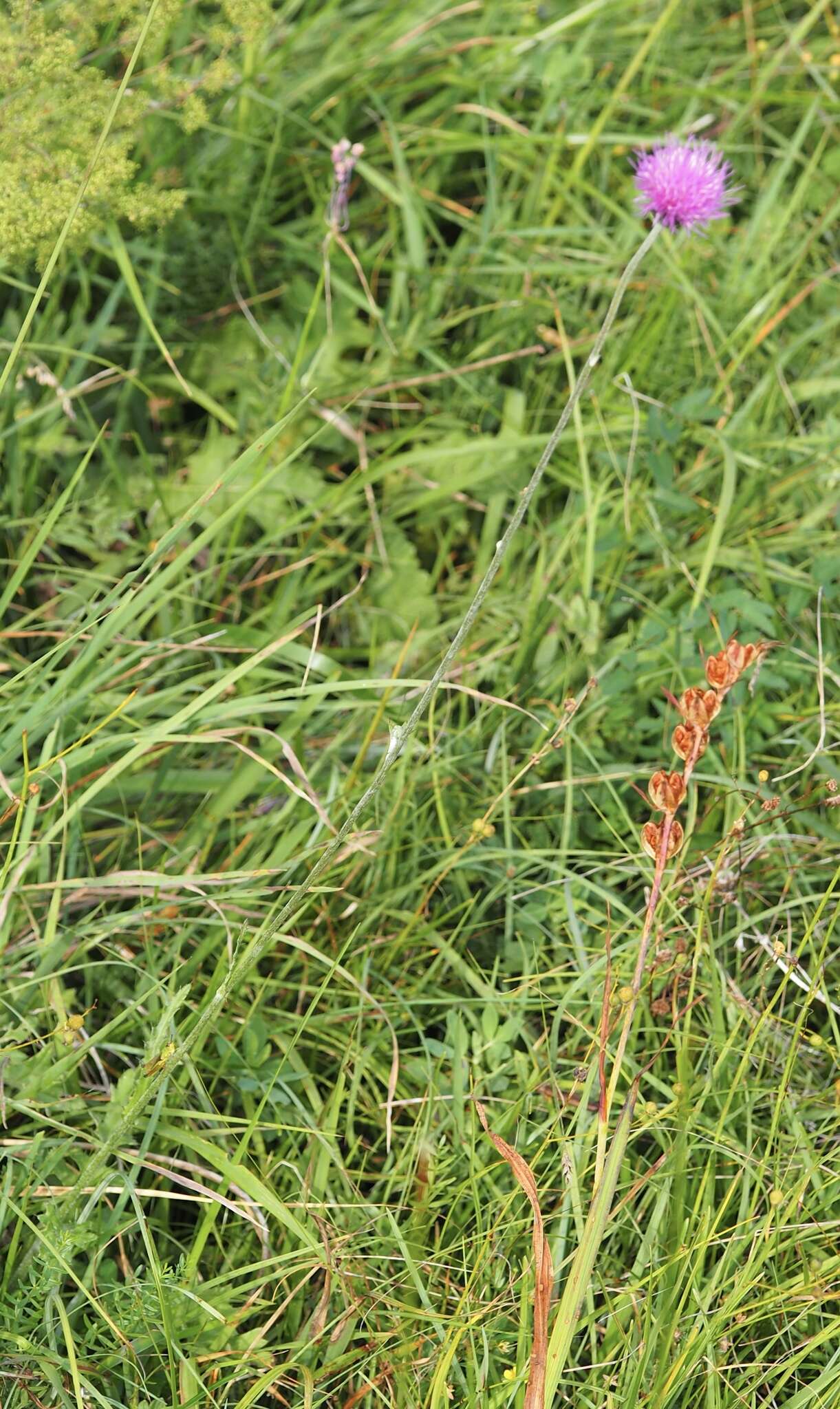 Image of Tuberous Thistle