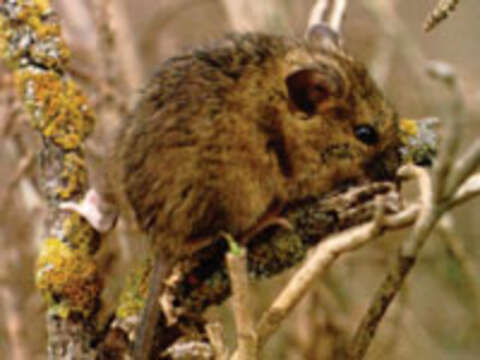 Image of Salt-marsh Harvest Mouse