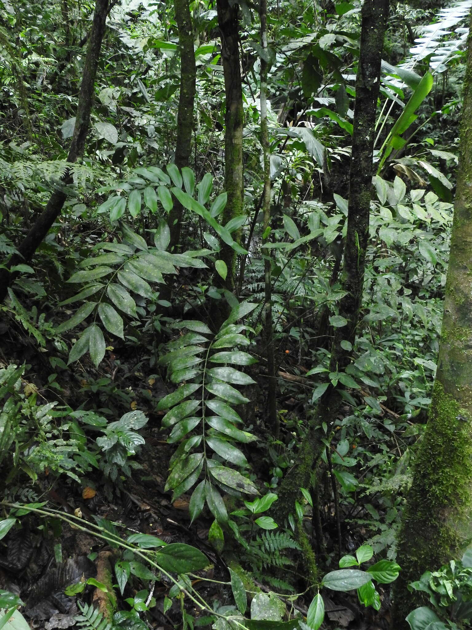 Image of Zamia huilensis Calonje, H. E. Esquivel & D. W. Stev.