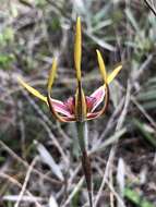 Caladenia arrecta Hopper & A. P. Br. resmi