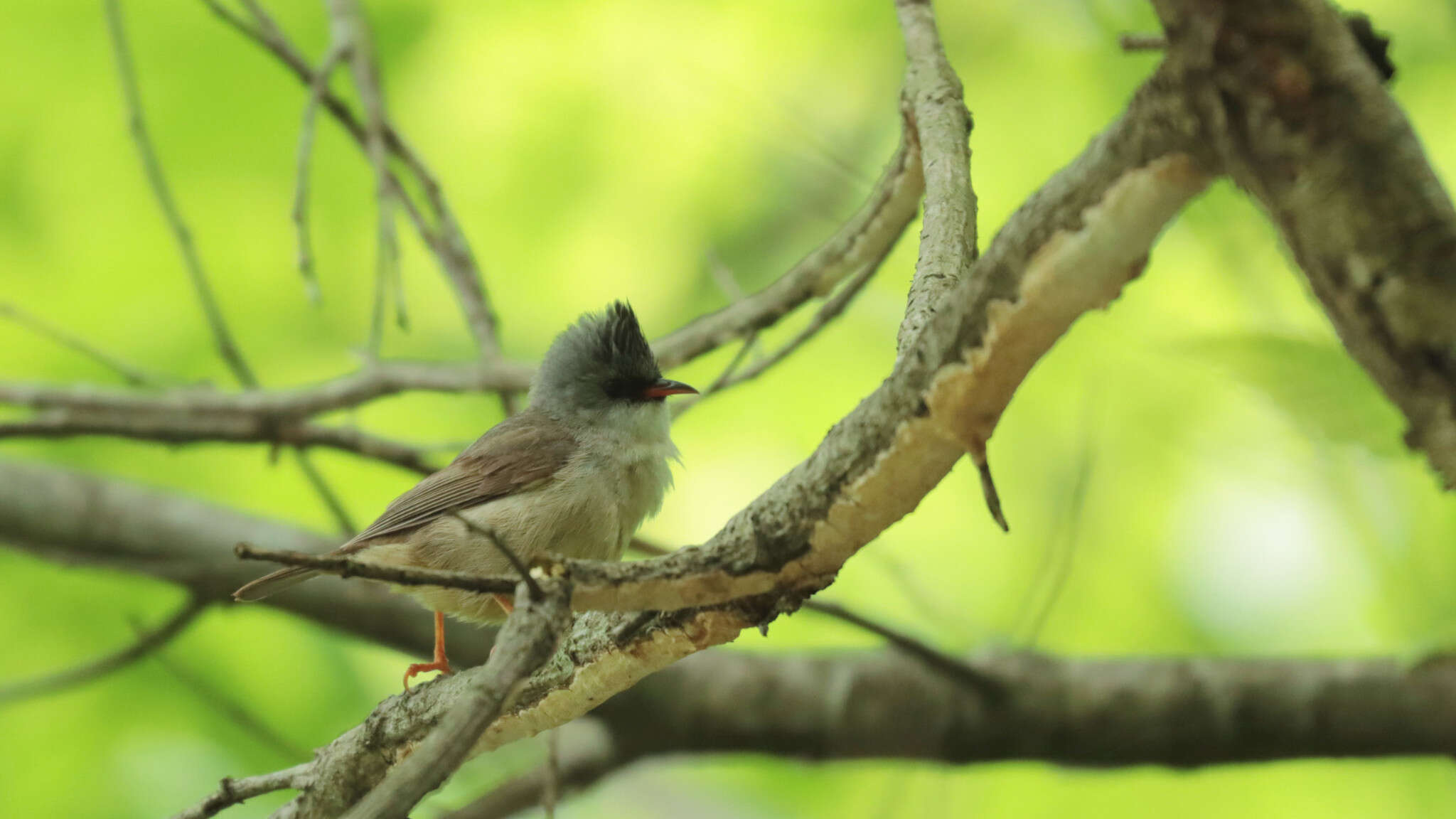 Image of Black-chinned Yuhina