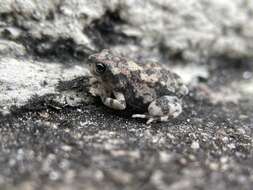 Image of Günther’s toad or rock toad