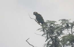 Image of Golden-collared Macaw