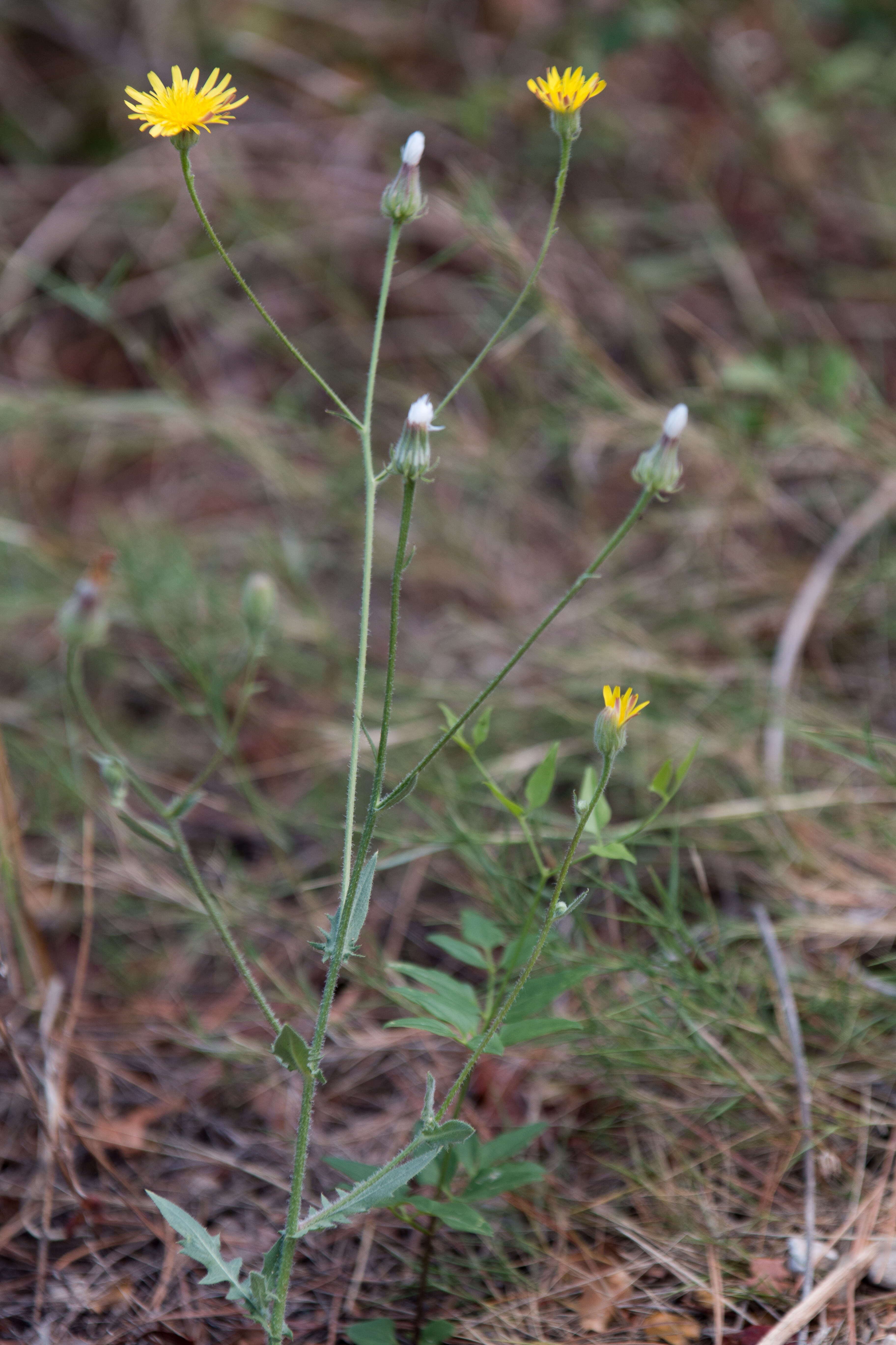 Image of common hawkweed