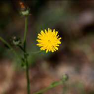 Image of common hawkweed