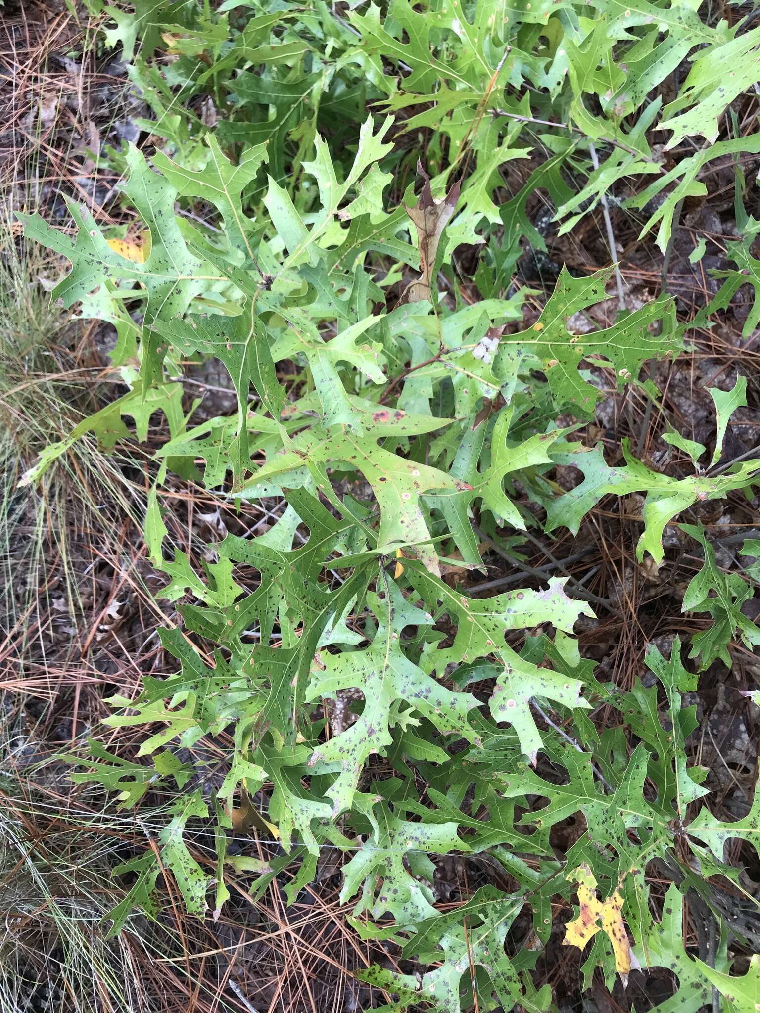 Image of Turkey Oak