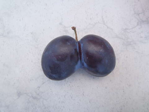 Image of European plum