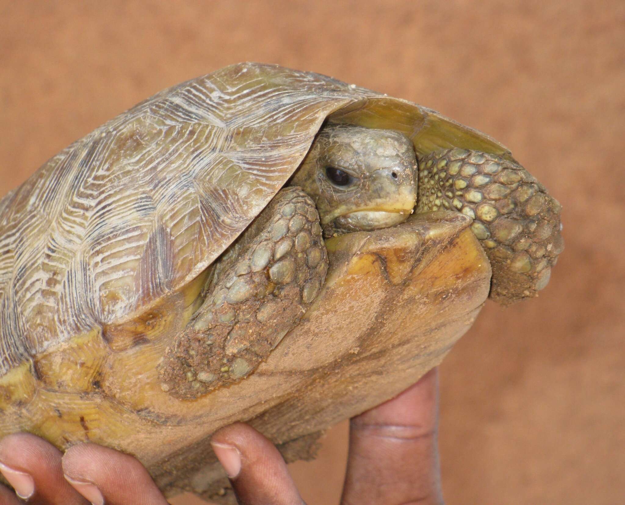 Image of Western hinge-back tortoise