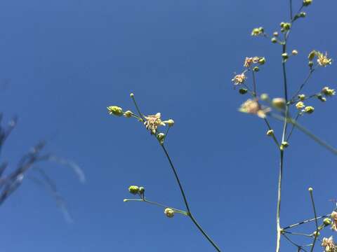 Image of Fendler's meadow-rue