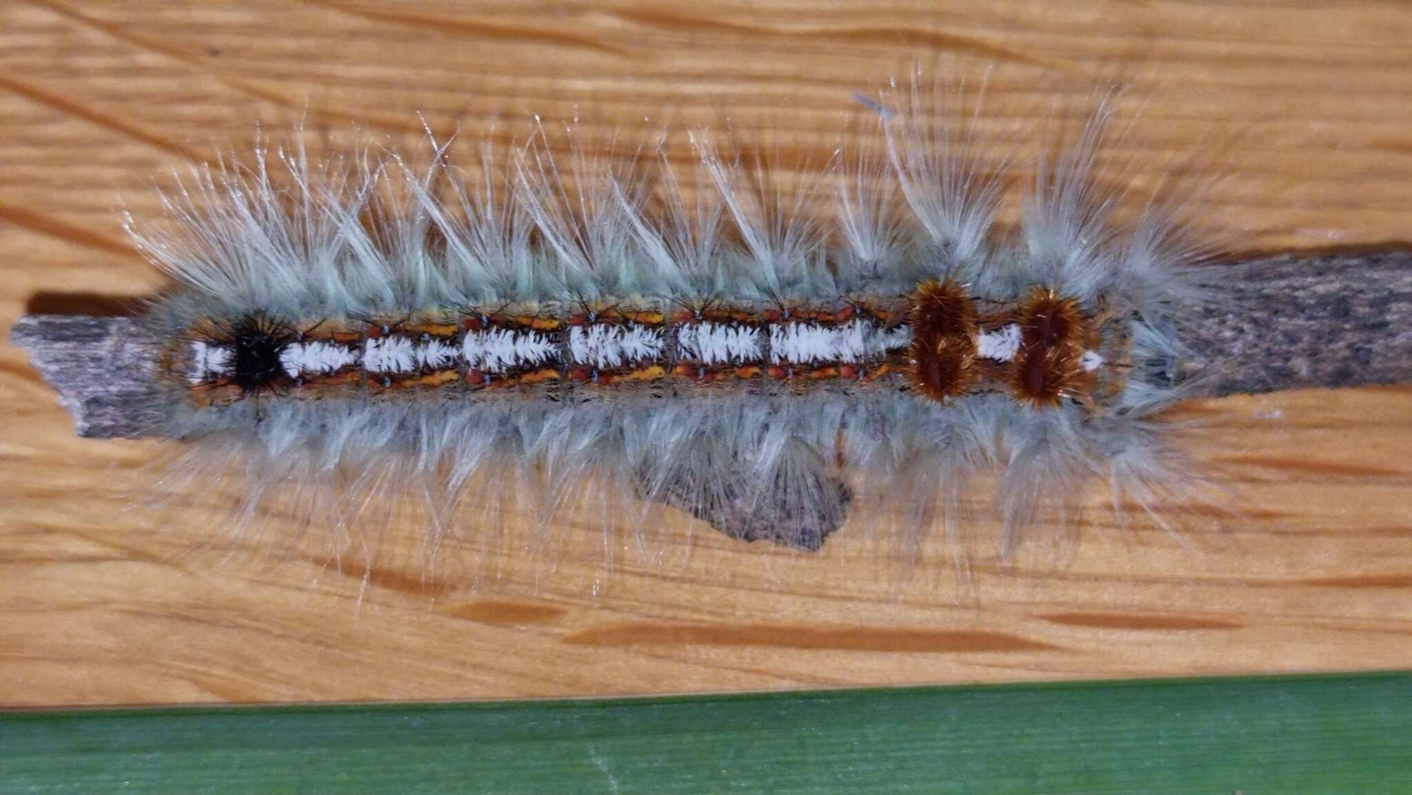 Image of Eutricha obscura