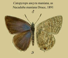 صورة Catopyrops ancyra (C. Felder 1860)