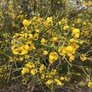 صورة <i>Senna artemisioides</i> subsp. <i>petiolaris</i>