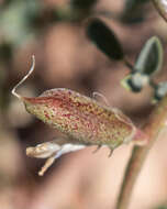 Image of freckled milkvetch