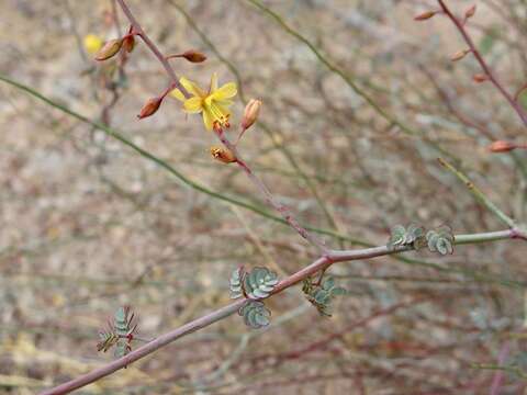 Imagem de Hoffmannseggia intricata Brandegee