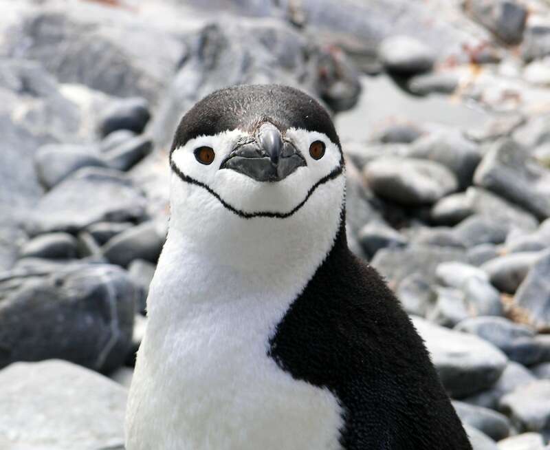 Image of Chinstrap Penguin