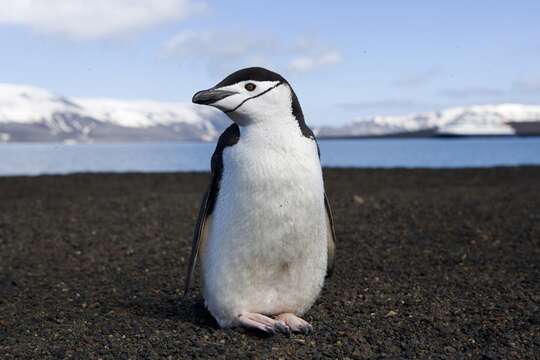 Image of Chinstrap Penguin