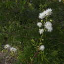 Plancia ëd Mimosa bimucronata (DC.) Kuntze