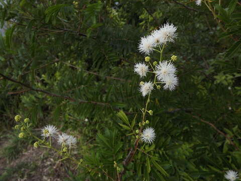 Plancia ëd Mimosa bimucronata (DC.) Kuntze