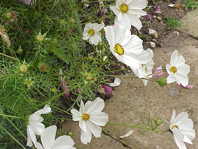 Image of garden cosmos