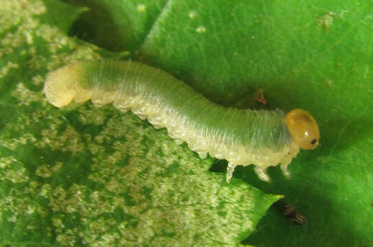 Image of Curled rose sawfly