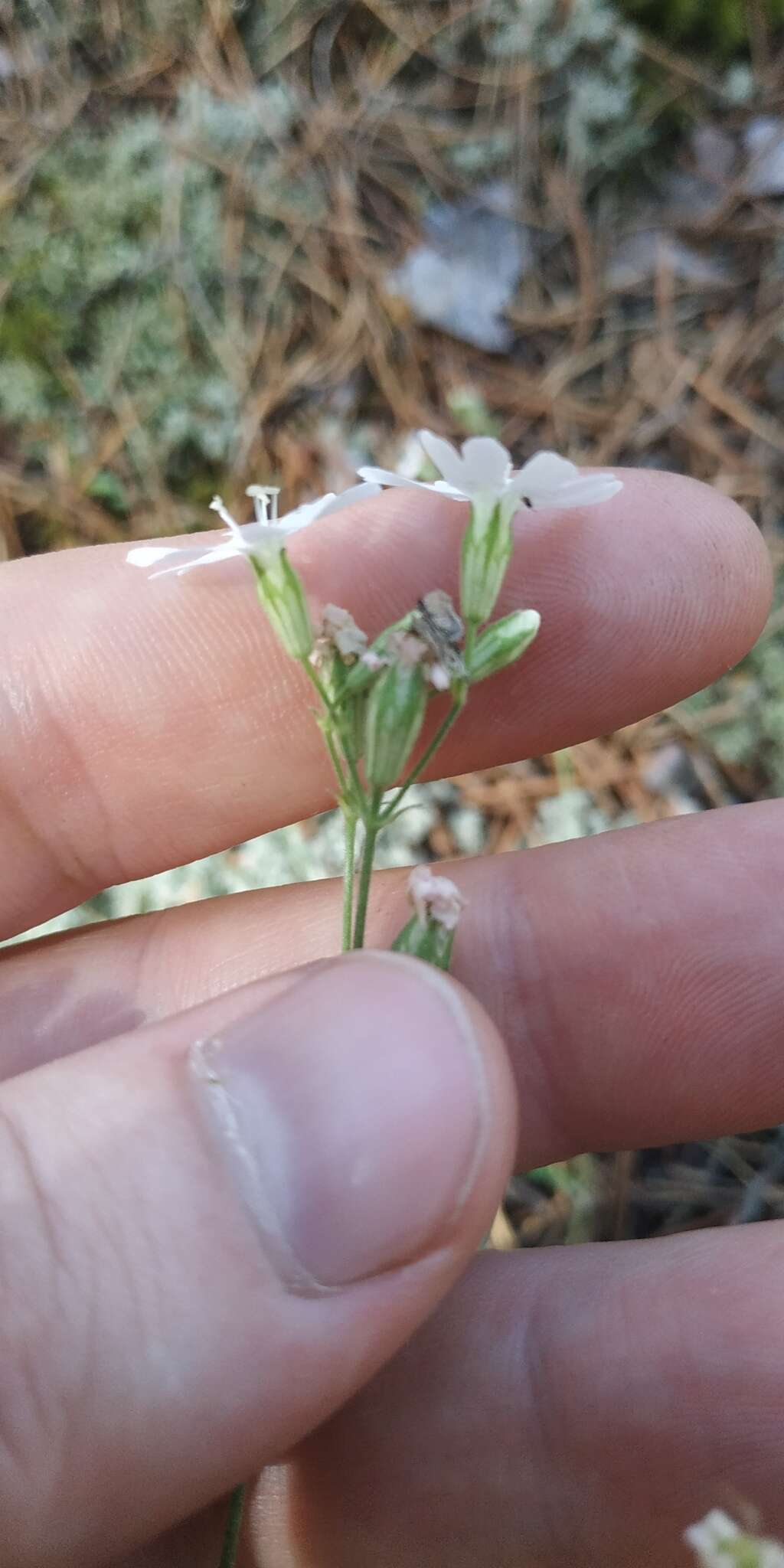 Image of Silene linnaeana V. N. Voroschilov