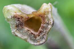 Image of common burdock