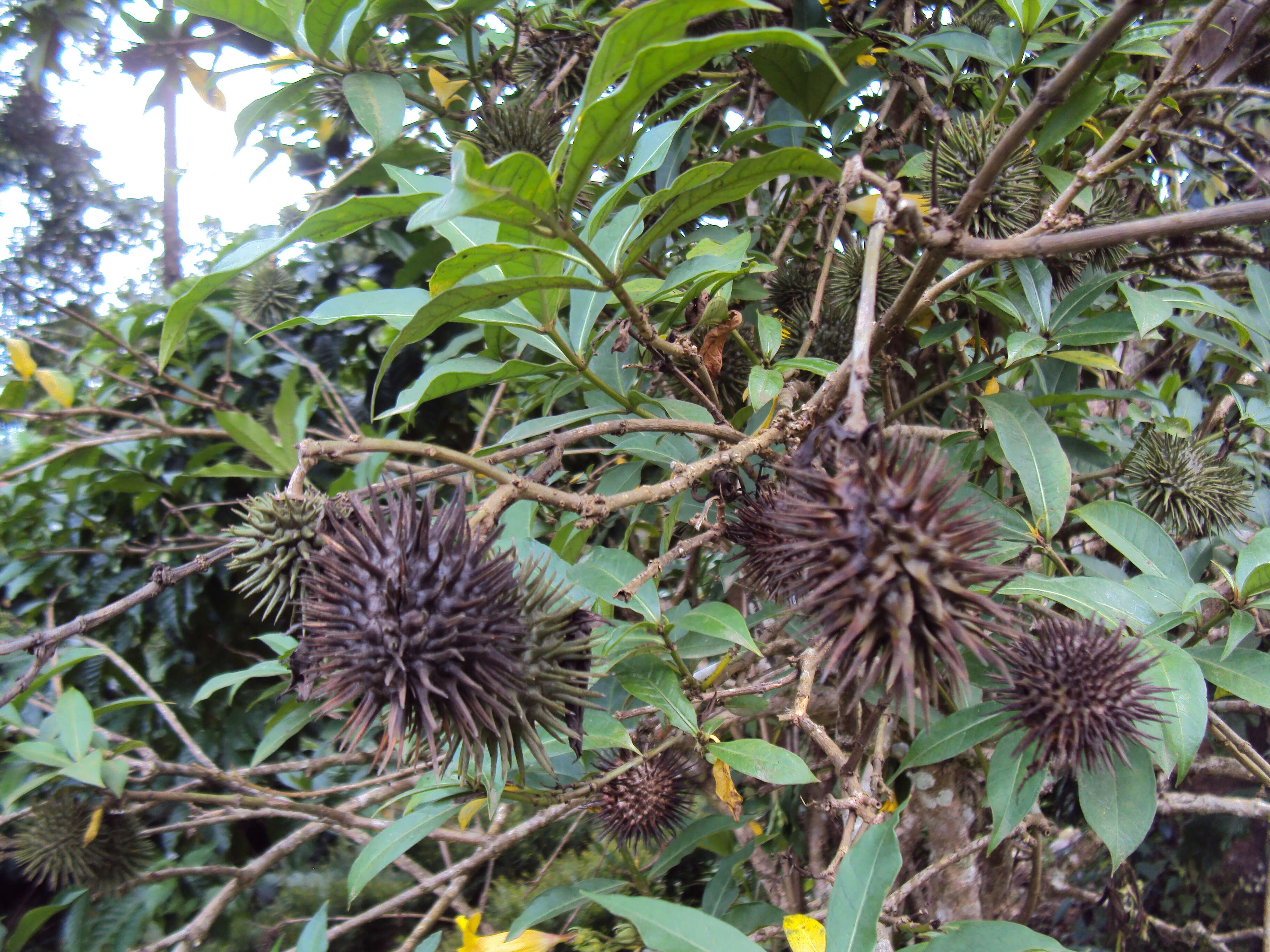 Image of golden trumpet