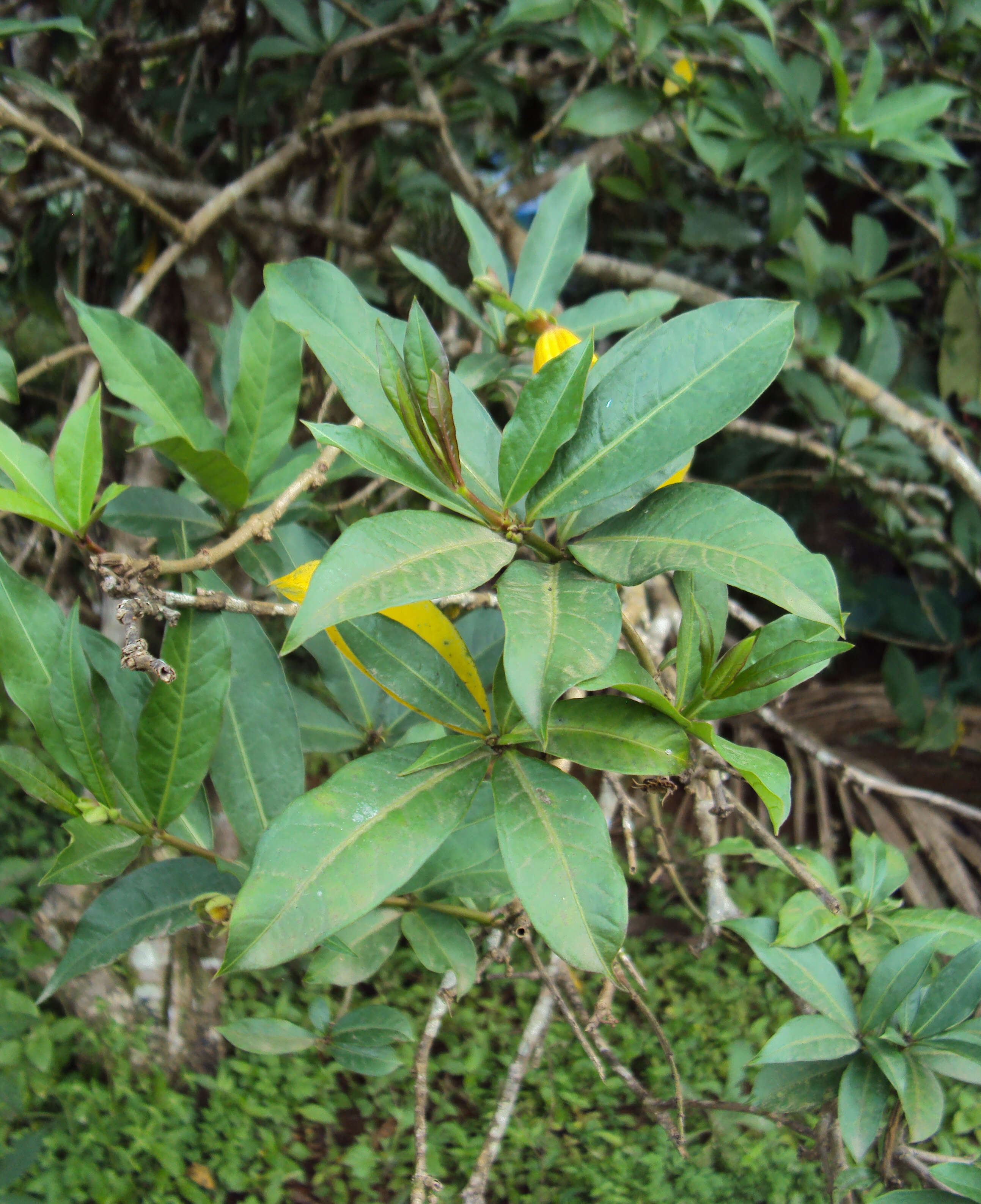 Image of bush allamanda