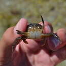 Image of arch-fronted swimming crab