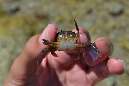 Image of arch-fronted swimming crab