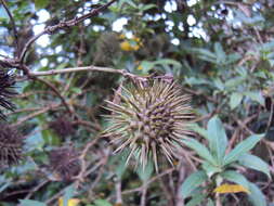 Image of golden trumpet